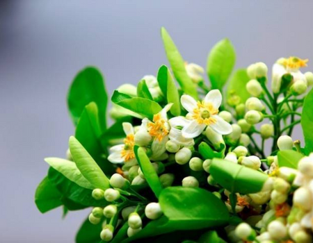 Loại hoa không chỉ thơm và đẹp, mà còn là vị thuốc tốt cho sức khỏe nhưng có người cần tránh xa